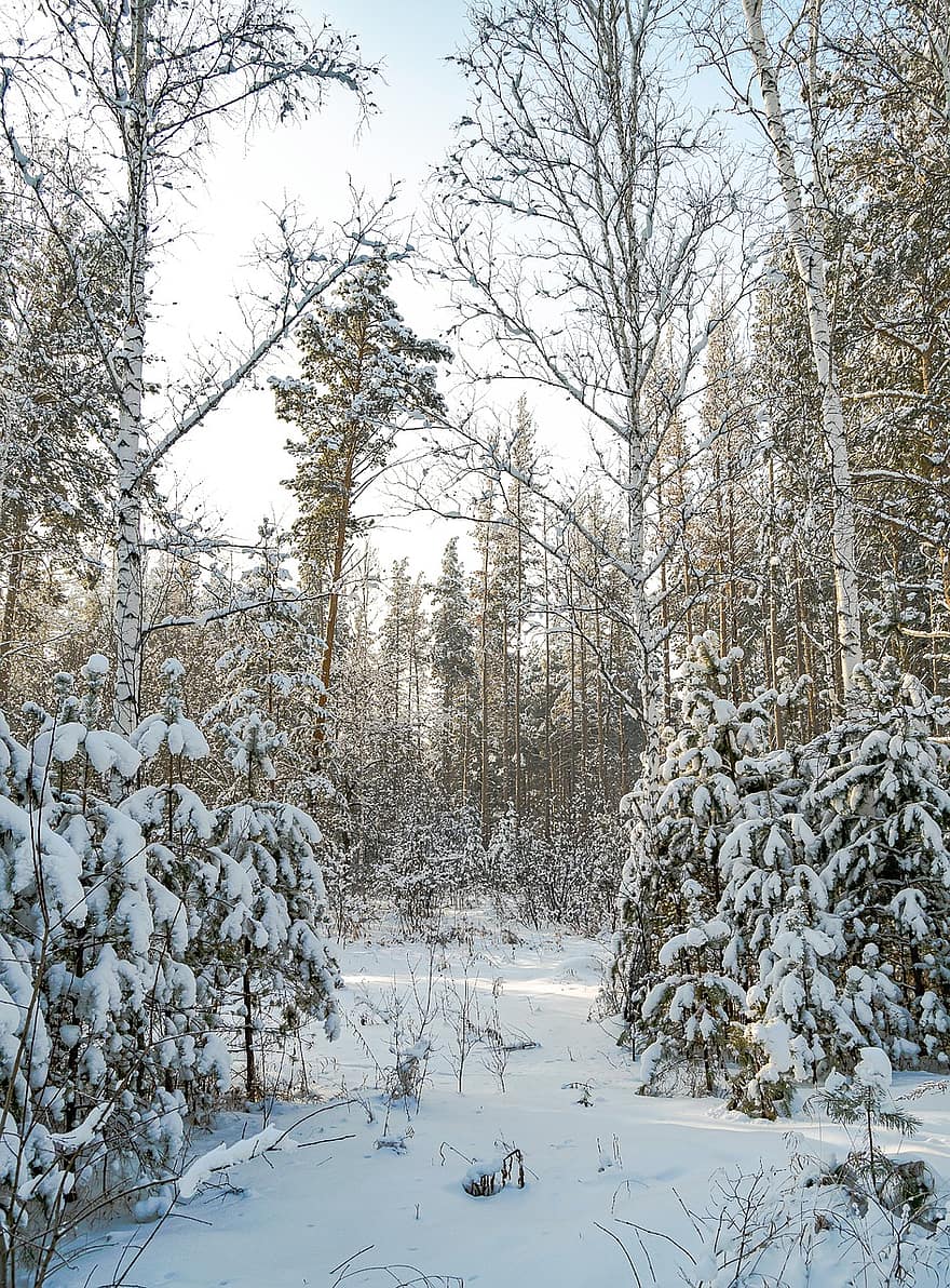alberi, ramo, boschi, foresta, brina, la neve, inverno, natura, all'aperto, bellezza, ghiaccio