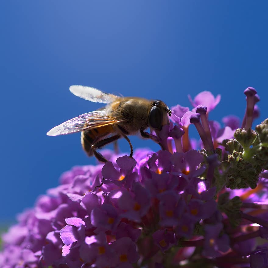 blomsterfluer, insekt, pollinere, pollinering, blomst, bevinget insekt, vinger, natur, Hymenoptera, entomologi, makro