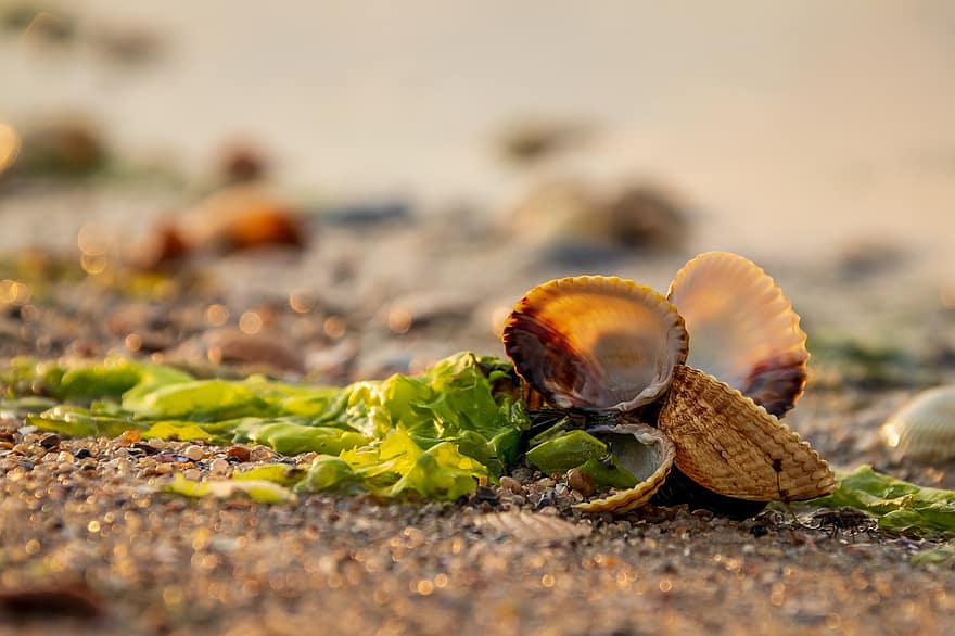 shell, algues, platja, sorra, sol, mar, Mar del nord, naturalesa, estiu, primer pla, vacances