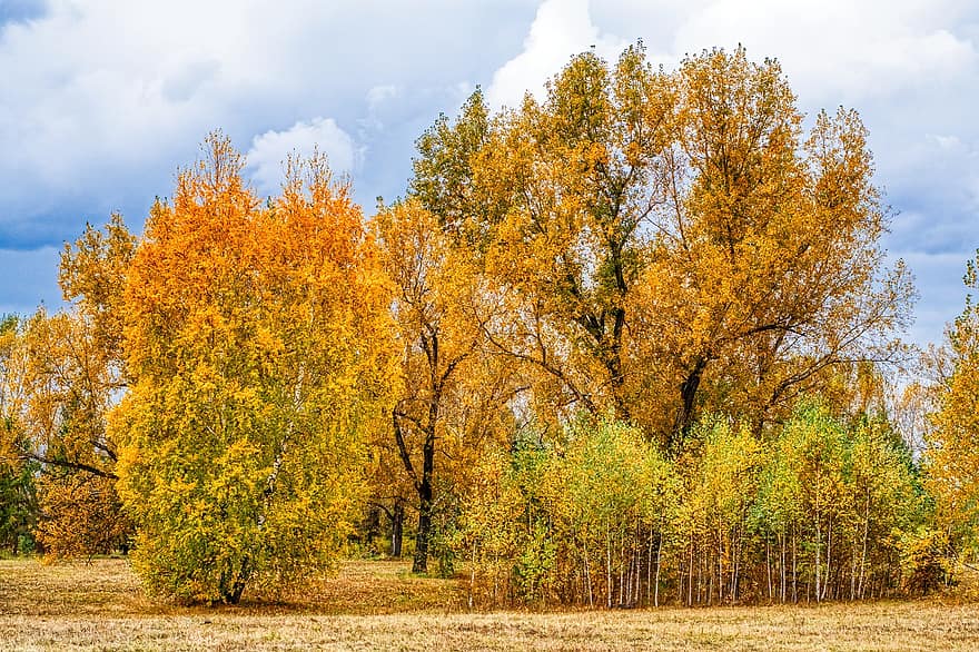 森林、木、秋、パーク、風景、自然、シベリア、クラスノヤルスク