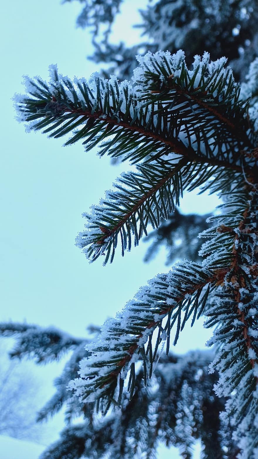 winter, net, sneeuw, natuur, boom, dennenboom, naaldboom, tak, achtergronden, Bos, seizoen