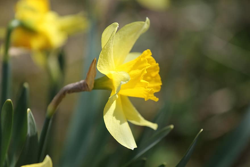 Narcissus, gul blomst, hage, natur, vår, nærbilde, gul, anlegg, blomst, sommer, blad
