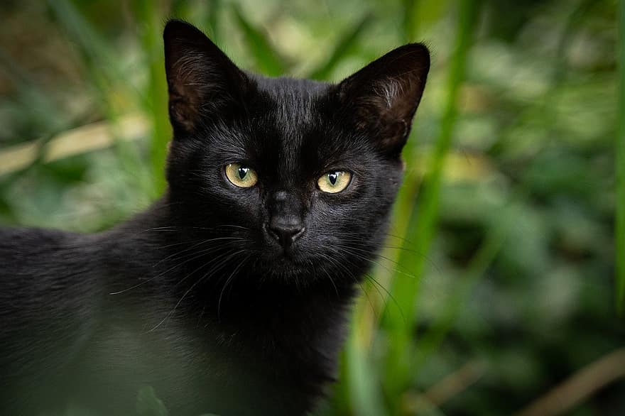 Katze, schwarze Katze, Tier, Haustier, Hauskatze, katzenartig, Säugetier, süß
