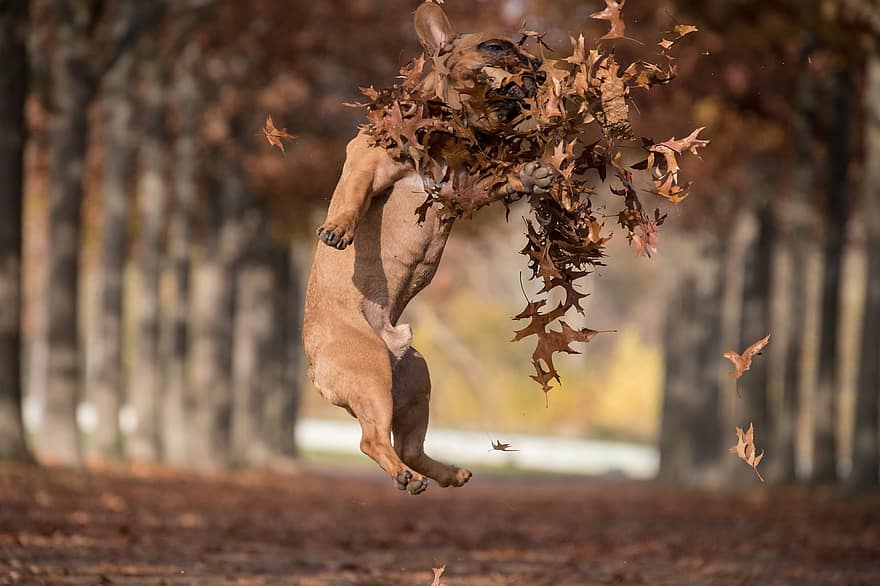 bulldog francese, animale, cane, mammifero, Marrone, autunno, le foglie, giocare, saltare, catturare