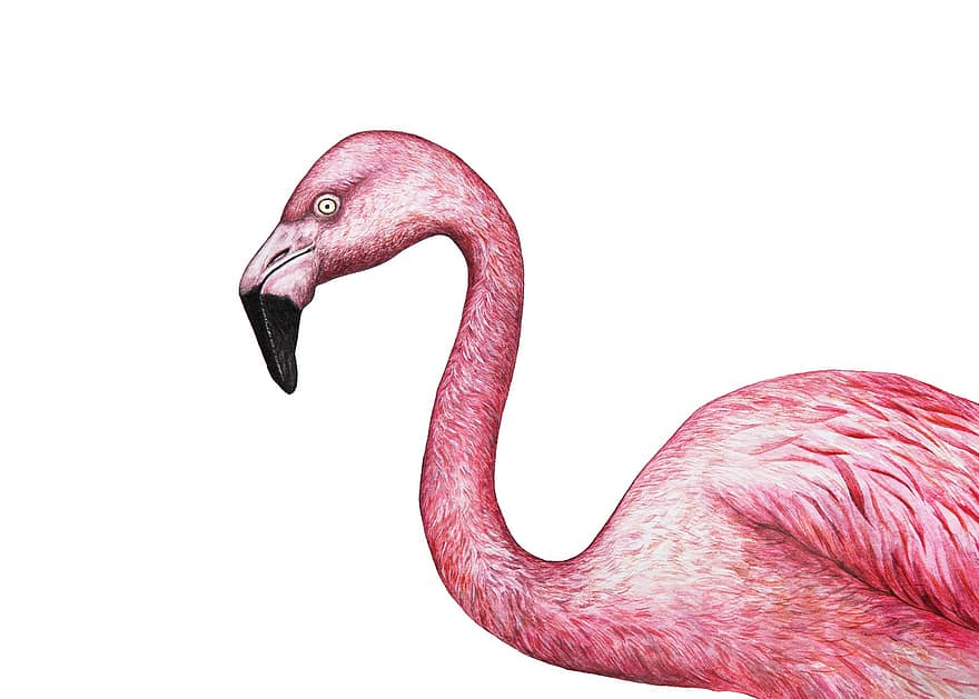 flamingo, eksotisk