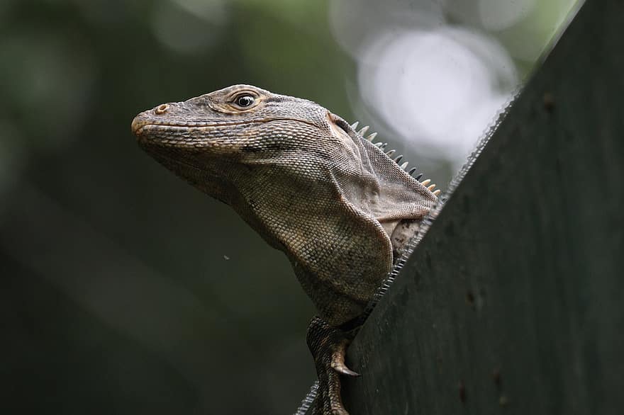 iguana, lisko, matelija, Costa Rica, eläin, villieläimet, lähikuva, eläimiä, lohikäärme, vihreä väri, trooppinen ilmasto