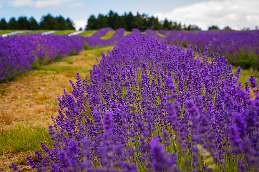 lavender, tanah pertanian, ungu, bidang, alam, bunga, oregon, menanam, taman, pemandangan, pedesaan