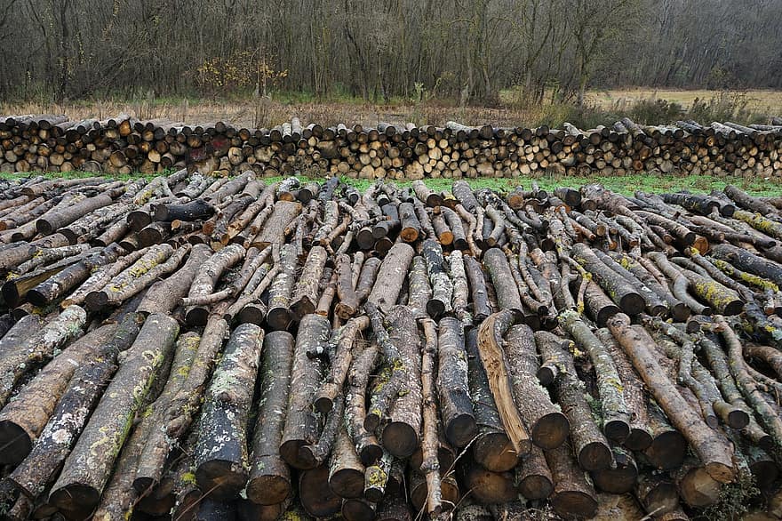 log, tumpukan, hutan, kayu keras, dahan, pohon