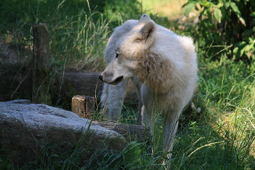ulv, canine, dyr, pels, hvit ulv, pattedyr, snute, canis lupus, dyr fotografering, rovdyret, kjøtteter
