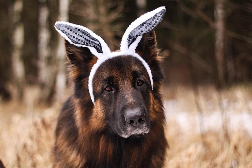 Pes, Německý ovčák, Zaječí uši, čelenka zajíček, Pes nosí Bunny čelenku