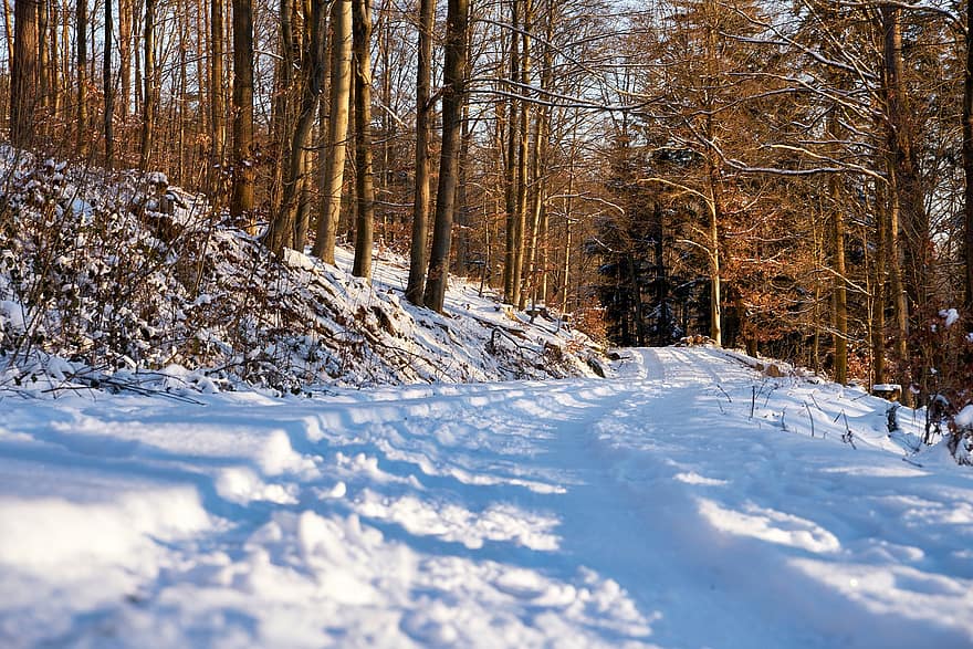 silnice, les, sníh, zimní, slunečního světla, Studený, led, mráz, zamrzlý, cesta, stromy