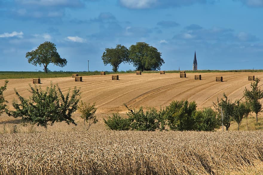 cánh đồng, nông nghiệp, đất trồng trọt, bầu trời, ngũ cốc, lúa mì, nông thôn, cánh đồng lúa mì