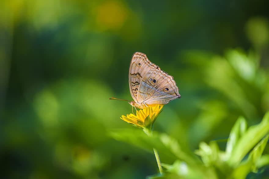 Butterfly, Insect, Flower, Wings, Animal, Plant, Garden, Nature, Beautiful, Closeup