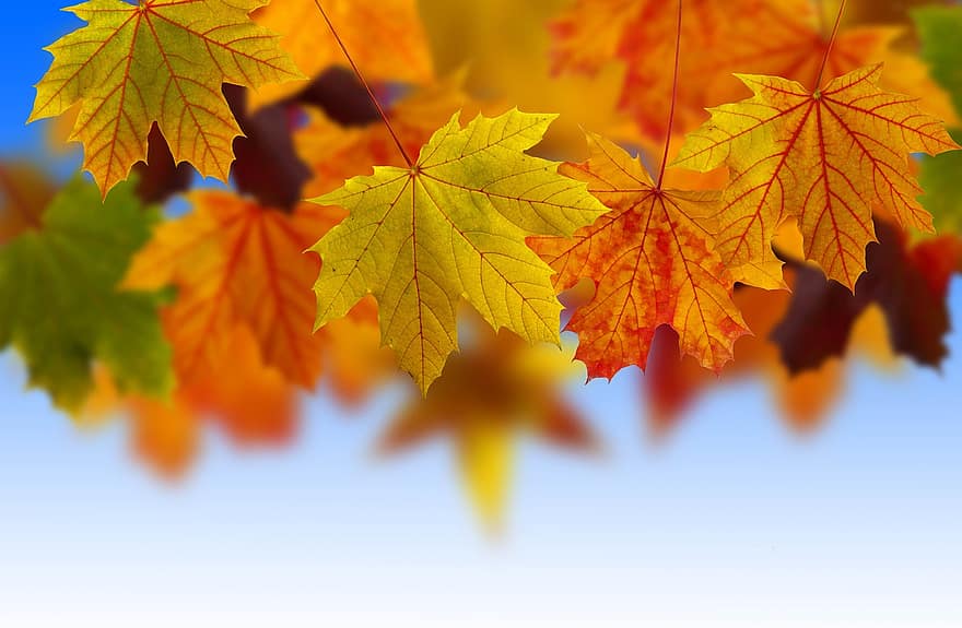 葉、もみじ、秋、工場、フローラ、自然