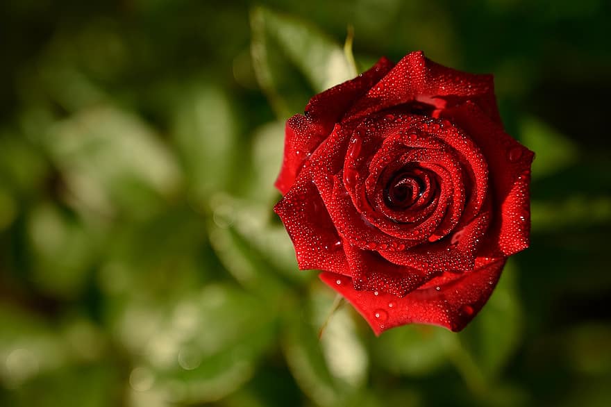 růže, rosa, červená růže, červená květina, červené okvětní lístky, květ, kapky rosy, pěstování květin, zahradnictví, flóra, botanika