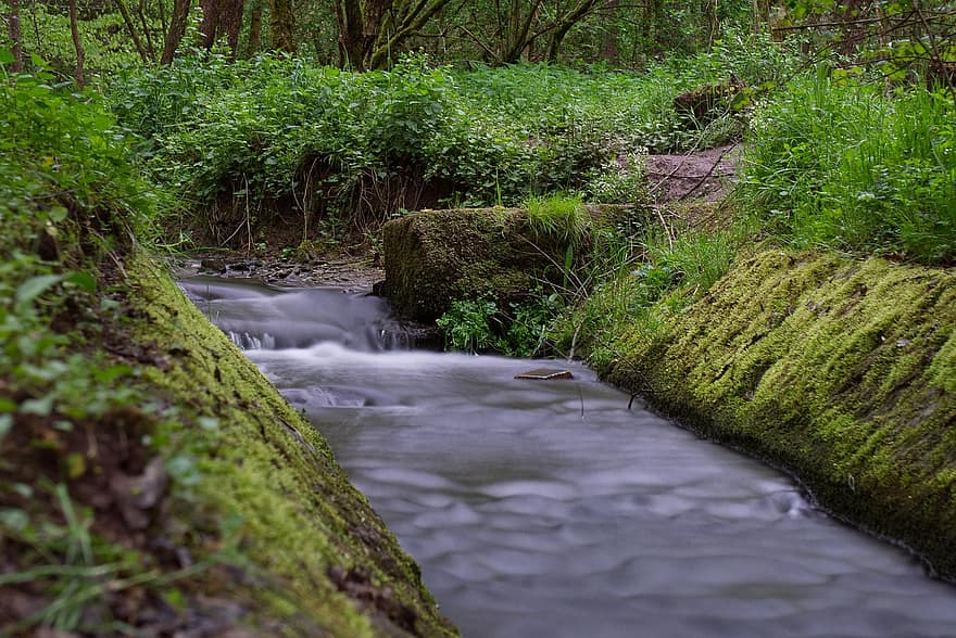 흐름, 강, 작은 만, 숲, 물, 자연