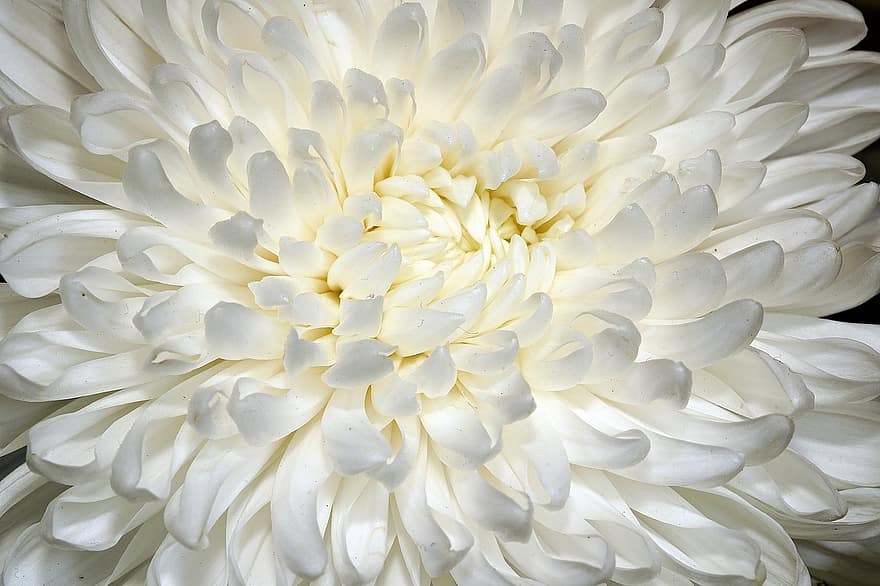 хризантема, цветок, белый, белый цветок, лепестки, белые лепестки, цветение, цвести, природа, закрыть, Флора