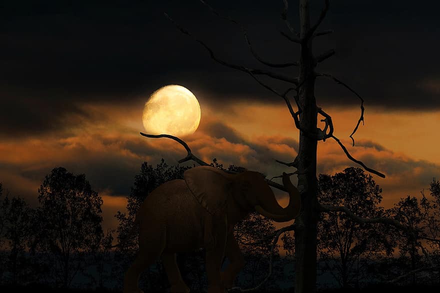fona, naktī, mēness, koks, ziloņi, meži, tuksnesī, saulrieta, krēsla, dzīvniekiem savvaļā, siluets