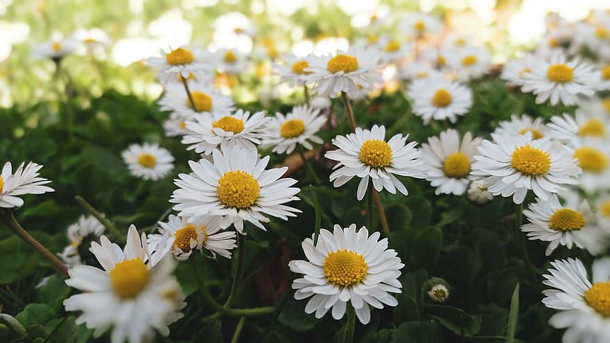 Flowers, Daisies, Chamomile, Wildflowers, Meadow, Garden, Nature, summer, plant, daisy, flower