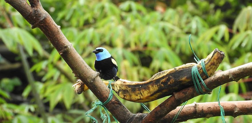 ptak, Tanager z niebieską szyją, ornitologia, gatunki, fauna, ptaków, zwierzę
