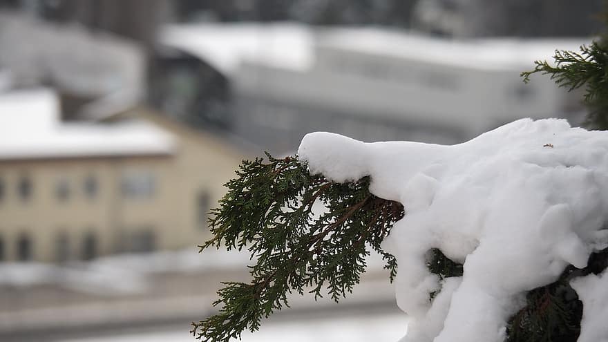 fyrretræ, jul, sne, vinter, tæt på, træ, natur