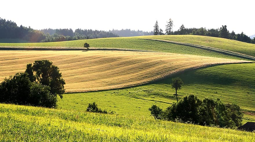 Feld, Hügel, Landschaft, Tschechische Republik, Europa, Wiese, Natur, Bäume, draußen, szenisch