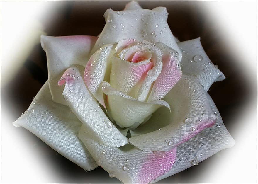 White, Rose, Fabric, Water Drops, Vignette, Close-up