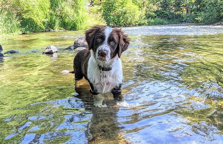 chien, chiot, rivière, canin, eau