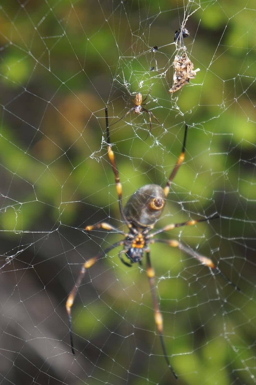паяк, вид от паякообразни, паяжина, мрежа, кълбо, тъкач, насекомо, буболечка, Arachnophobia, природа, дивата природа