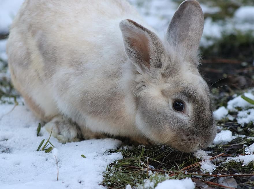 conill, animal, llarga orellada, neu, hivern, orelles de conill, conill de Pasqua, pell, animal salvatge, mamífer, retrat animal