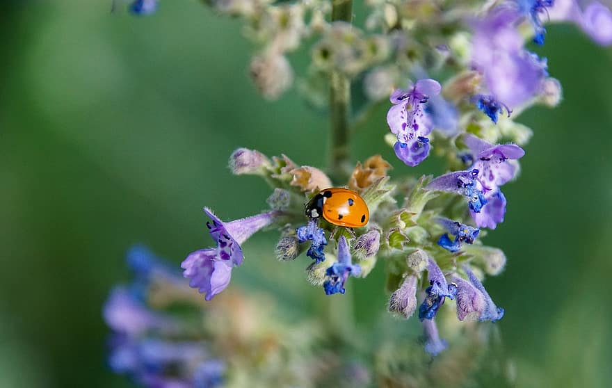 katicabogár, rovar, virágok, bogár, növény, pontozott, közelkép, virág, nyári, zöld szín, tavasz