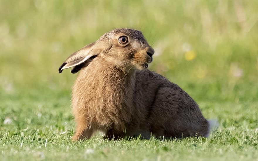 Hare, Leveret, Animal, Young Hare, Mammal, Wildlife, Fauna