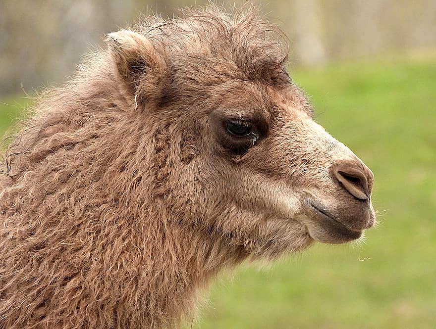 kameli, kaksikyttyräinen kameli, camelus bactrianus, nisäkäs, eläimistö