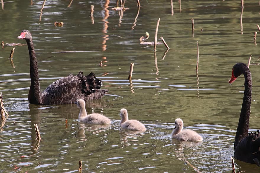 cisnes, cisnes negros, aves, cisnes bebé, Familia de cisnes, vadeando, anátidas, aves acuáticas, estanque, lago, agua