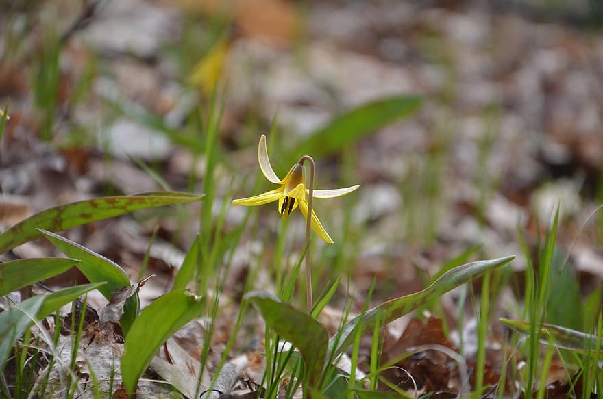 Trout Lily, Flower, Meadow, Grass, Bloom, Blossom, Plant, Flora, Nature, Closeup, Spring