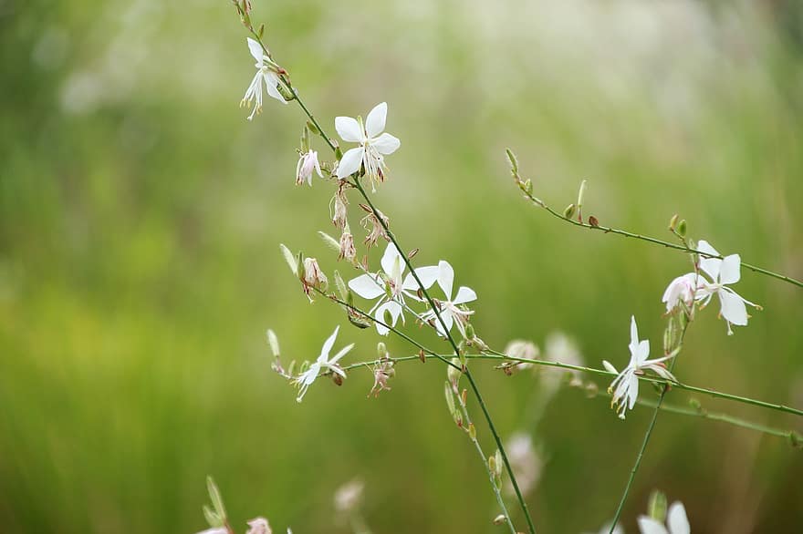 bunga putih, bunga liar, padang rumput