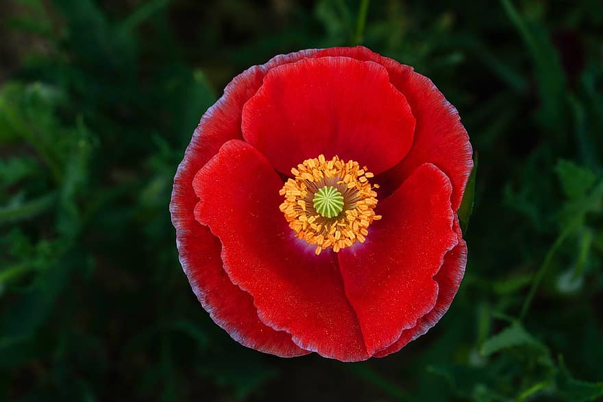 شقائق النعمان ، الخشخاش الأحمر ، وردة حمراء ، زهرة ، زهرة برية ، جمهورية كوريا ، نبات ، طبيعة