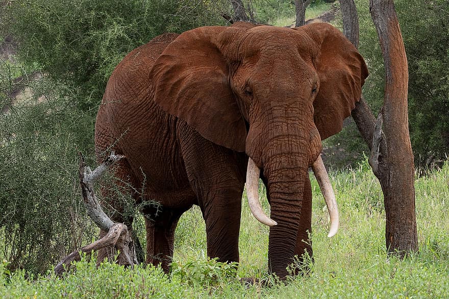 con voi, ngà, Thân cây, ngà voi, động vật có vú lớn, động vật lớn, Châu phi, pachyderm, thế giới động vật, động vật hoang da, hoang vu