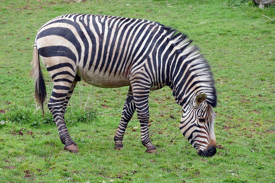 zebras, gyvūnas, laukinės gamtos, Afrika, safari, žinduolių, arklinių šeimos gyvūnai, zoologijos sodas, gyvūnams, dryžuotas, žolė