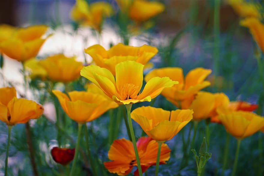 květiny, jaro, mák, květ, Kalifornie mák, eschscholzia californica, okvětní lístky, kvetoucí, flóra, žlutá, rostlina