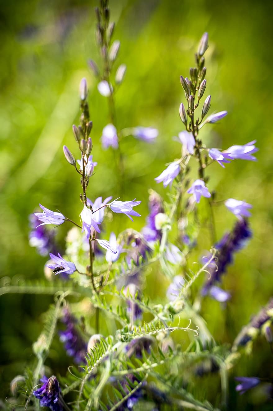Flower, Field, Meadow, Field Flower, Purple, plant, close-up, summer, green color, springtime, freshness