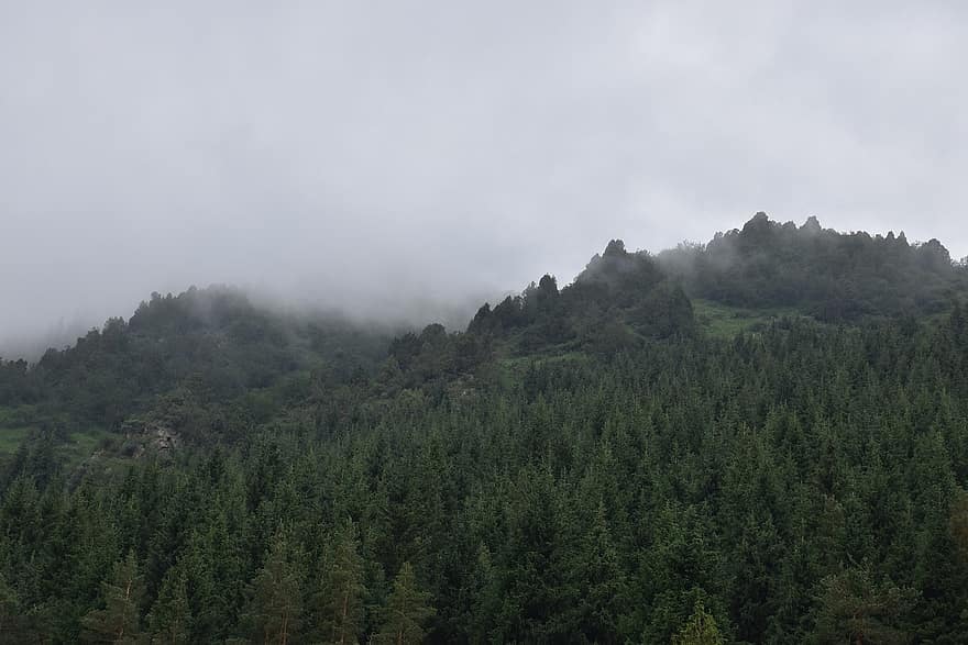 mist, bergen, bomen, natuur, landschap, Bos, Tuyuk