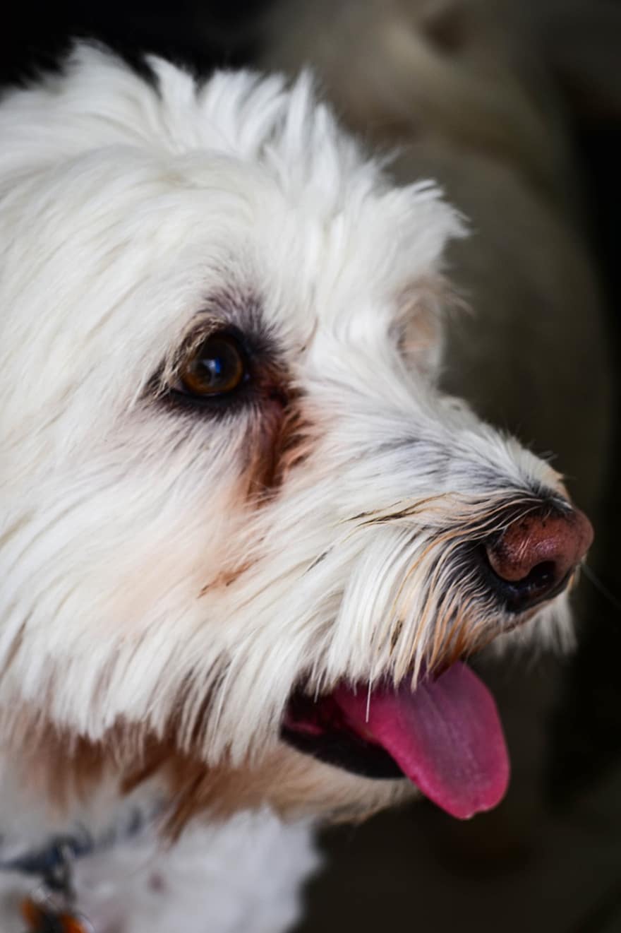 cane, barboncino, canino, animale, soffice, Maltese-barboncino