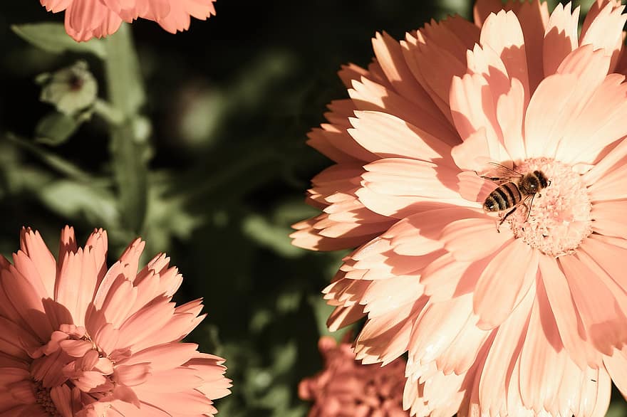 çiçek, böcek, yaban arısı, doğa