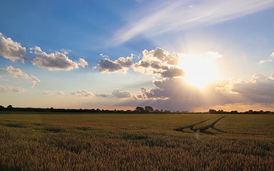 prato, campo, Sunshire, natura, agricoltura, cielo, nuvole, i campi, orizzonte, rurale, luce del sole