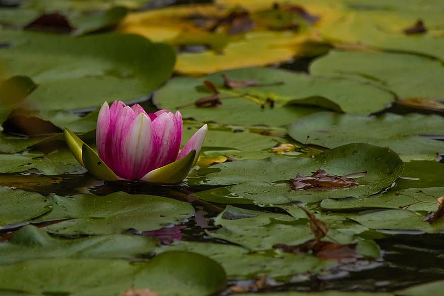 водна лилия, цвете Лотус, подложки за лилии, лотосови листа, водни растения, езерце, разцвет, цвят, флора