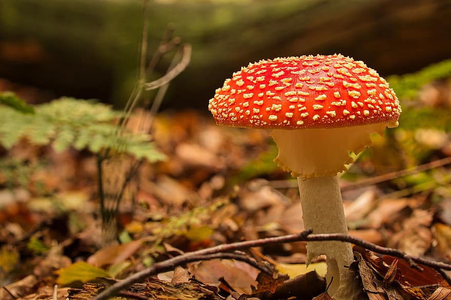houba, moucha agaric, les, létat amanita, červená houba, jedovaté houby, muchomůrka, lesní podlaha, Příroda