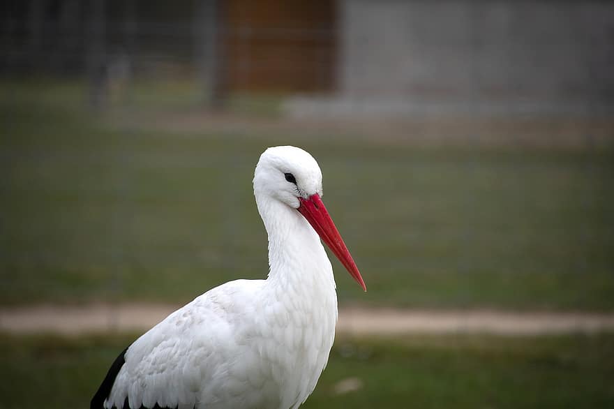 Stork, Bird, White Stork, Ciconia Ciconia, Red Beak, White Plumage, White Bird, Feathers, Plumage, Ave, Avian