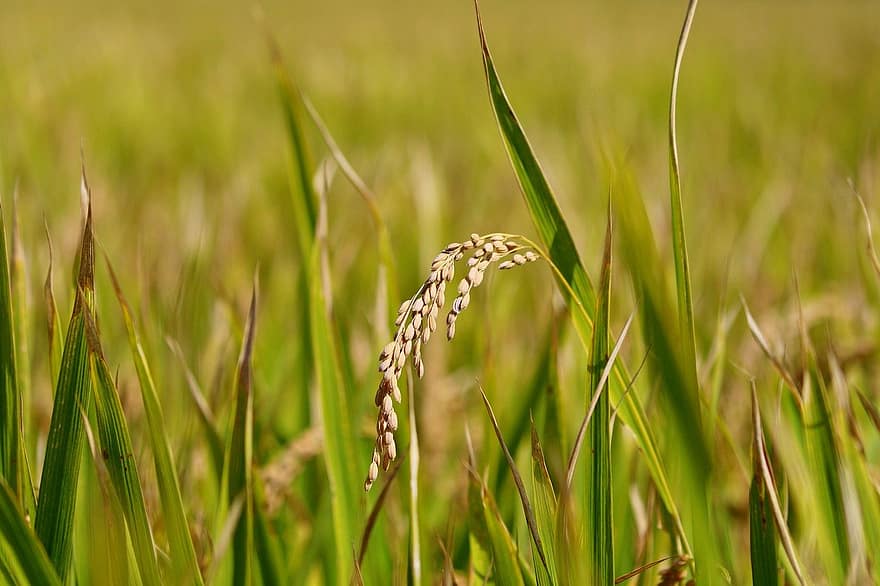 ryžių grūdai, ryžių laukas, Žemdirbystė, žolė, Iš arti, augimą, augalų, žalia spalva, pievos, vasara, ūkis