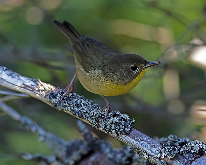 Yellowthroat comum, pássaro, animal, toutinegra, animais selvagens, plumagem, ramo, empoleirado, ornitologia, observação de pássaros, natureza